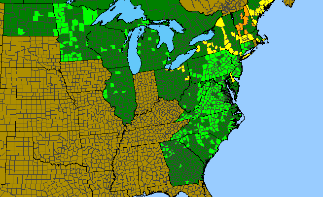The range of Sisyrinchium mucronatum